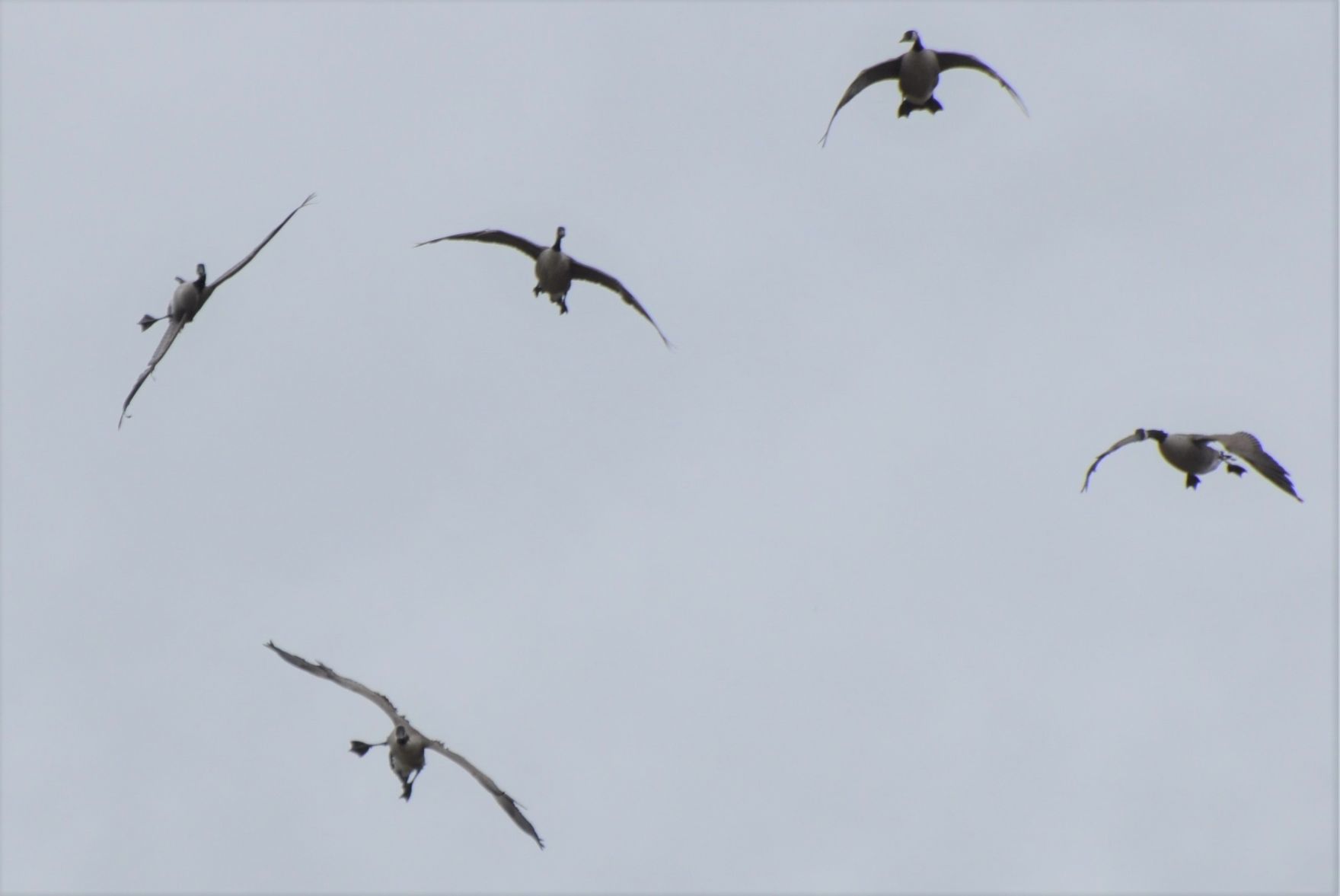 Decoying honkers